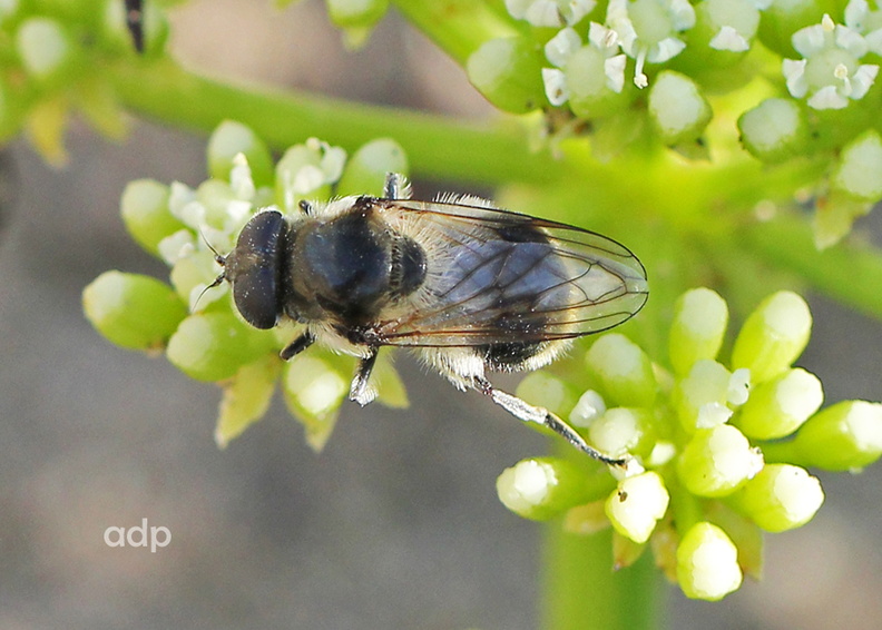 IMG_1063 tqr 1000c Cheilosia illustrata f Woolacombe beach.jpg